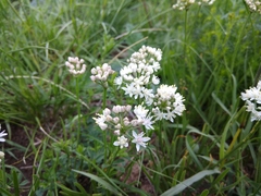 Allium denudatum