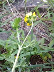 Potentilla adscharica