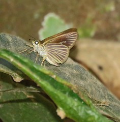 Parphorus decora