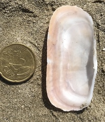 Solecurtus strigilatus