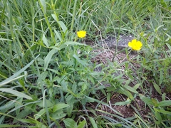 Potentilla adscharica