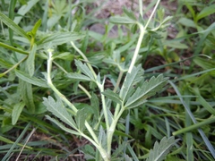Potentilla adscharica
