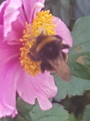 Bombus