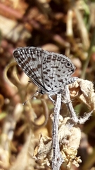 Leptotes cassius