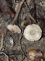 Entoloma undatum