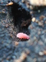 Bilobella braunerae