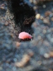 Bilobella braunerae