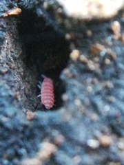 Bilobella braunerae