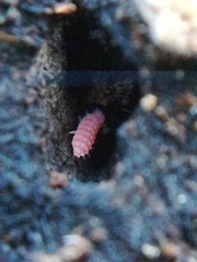 Bilobella braunerae
