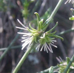 Opercularia turpis
