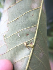 Caryomyia procumbens