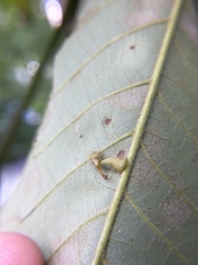 Caryomyia procumbens