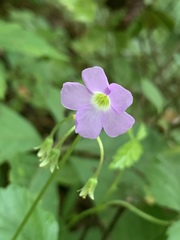 Oxalis violacea