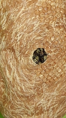 Protopolybia exigua
