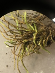 Pseudoleskea stenophylla