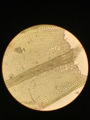 Pseudoleskea stenophylla