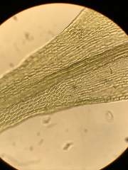 Pseudoleskea stenophylla