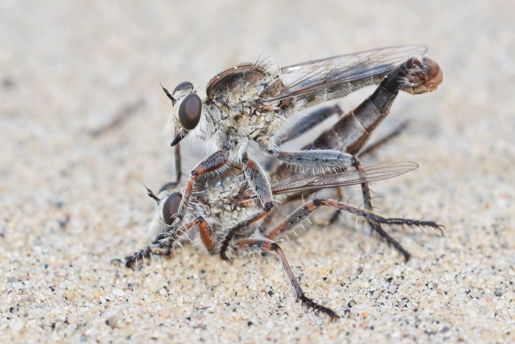 White-tipped Marauder