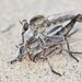 Proctacanthella cacopiloga - Photo (c) Riley Walsh, some rights reserved (CC BY-NC), uploaded by Riley Walsh