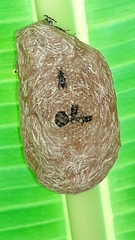 Protopolybia exigua