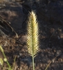 Crested Wheatgrass - Photo (c) Russell Pfau, some rights reserved (CC BY-NC), uploaded by Russell Pfau
