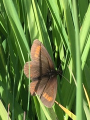 Erebia pharte
