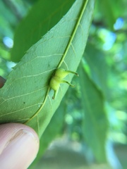 Caryomyia ansericollum