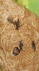 Protopolybia exigua