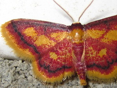 Idaea muricata