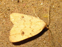 Anachrostis nigripunctalis