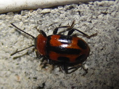 Ancylopus pictus