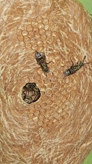 Protopolybia exigua
