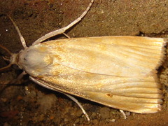 Calamotropha paludella