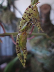 Catasetinae