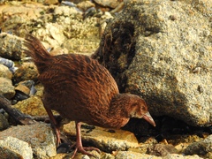 Gallirallus australis scotti