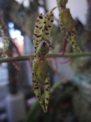 Catasetinae