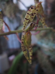 Catasetinae