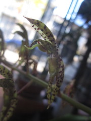 Catasetinae