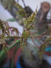 Catasetinae