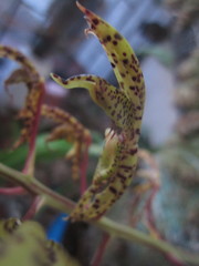 Catasetinae