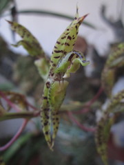 Catasetinae