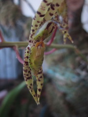 Catasetinae