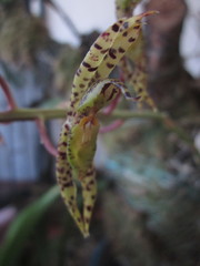 Catasetinae