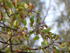 Terminalia bellirica