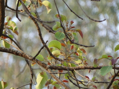 Terminalia bellirica