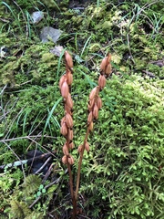 Corallorhiza striata