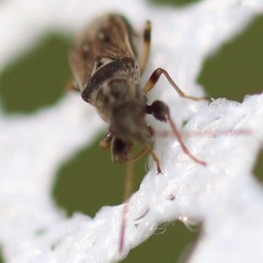 Pseudopachybrachius basalis