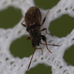 Pseudopachybrachius basalis