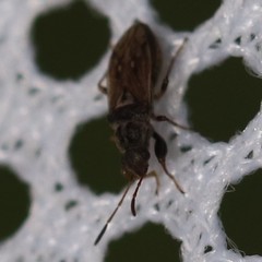 Pseudopachybrachius basalis