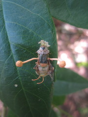 Ophiocordyceps dipterigena